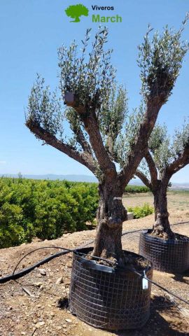 OLEA EUROPAEA CPTM 100/120 HT 250/300
