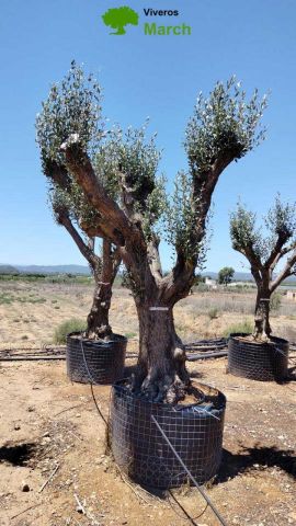 OLEA EUROPAEA CPTM 100/120 HT 250/300
