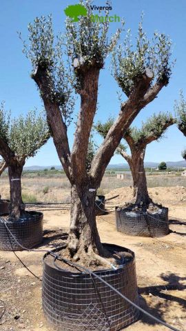 OLEA EUROPAEA CPTM 100/120 HT 250/300