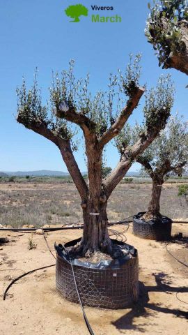 OLEA EUROPAEA CPTM 100/120 HT 250/300