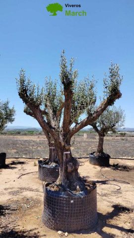 OLEA EUROPAEA CPTM 100/120 HT 250/300