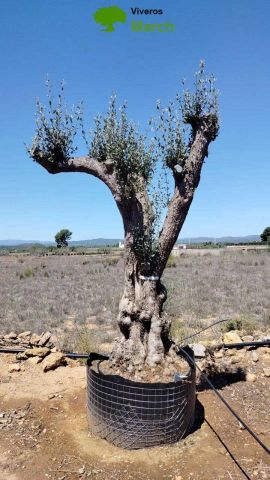 OLEA EUROPAEA CPTM 100/120 HT 250/300