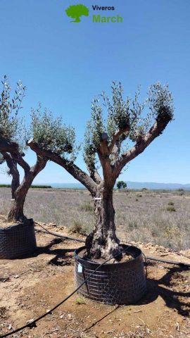 OLEA EUROPAEA CPTM 100/120 HT 250/300