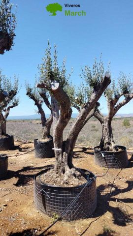 OLEA EUROPAEA CPTM 100/120 HT 250/300