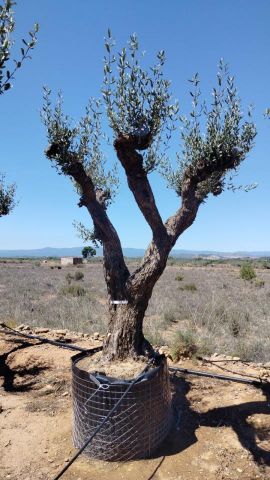 OLEA EUROPAEA CPTM 100/120 HT 250/300