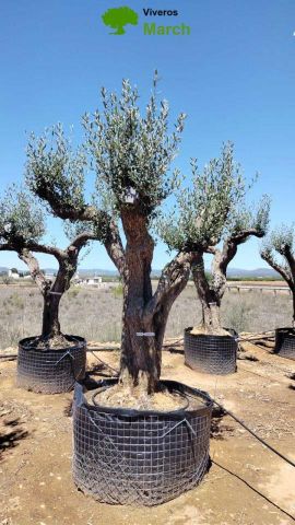 OLEA EUROPAEA CPTM 100/120 HT 250/300