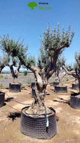 OLEA EUROPAEA CPTM 100/120 HT 250/300