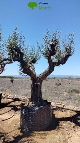 OLEA EUROPAEA CPTM 100/120 HT 250/300