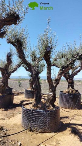OLEA EUROPAEA CPTM 100/120 HT 250/300