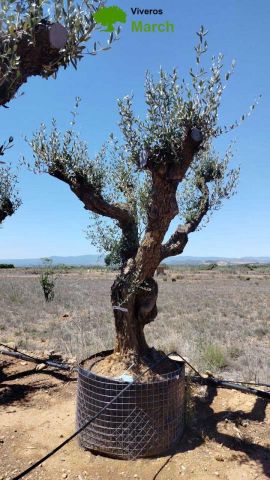 OLEA EUROPAEA CPTM 100/120 HT 250/300