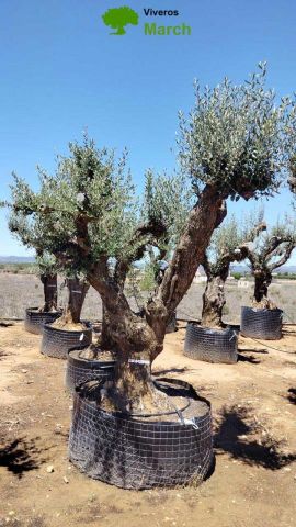 OLEA EUROPAEA CPTM 100/120 HT 250/300