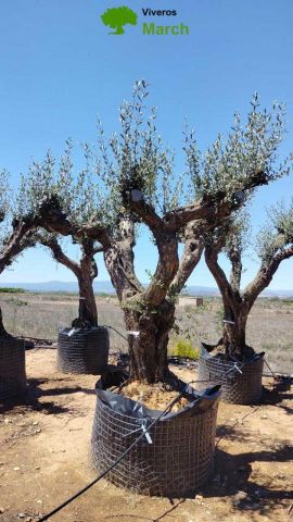 OLEA EUROPAEA CPTM 100/120 HT 250/300