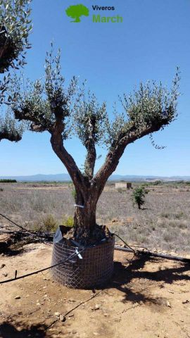 OLEA EUROPAEA CPTM 100/120 HT 250/300