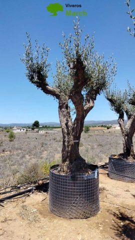 OLEA EUROPAEA CPTM 100/120 HT 250/300