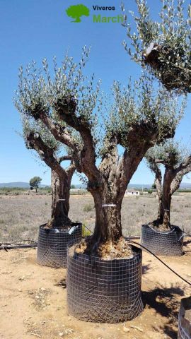 OLEA EUROPAEA CPTM 100/120 HT 250/300