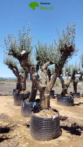 OLEA EUROPAEA CPTM 100/120 HT 250/300