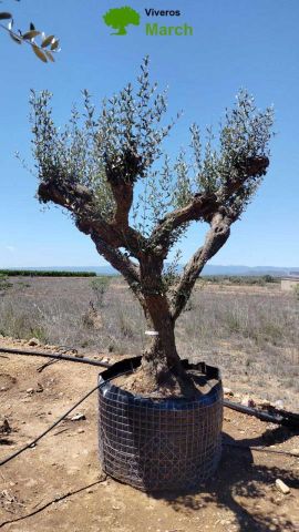 OLEA EUROPAEA CPTM 100/120 HT 250/300
