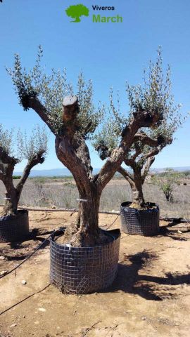 OLEA EUROPAEA CPTM 100/120 HT 250/300