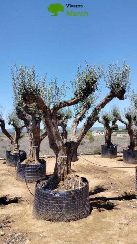 OLEA EUROPAEA CPTM 100/120 HT 250/300