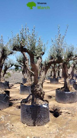 OLEA EUROPAEA CPTM 100/120 HT 250/300