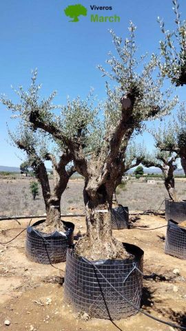OLEA EUROPAEA CPTM 100/120 HT 250/300