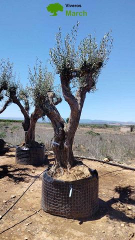 OLEA EUROPAEA CPTM 100/120 HT 250/300