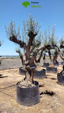 OLEA EUROPAEA CPTM 100/120 HT 250/300