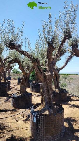 OLEA EUROPAEA CPTM 100/120 HT 250/300