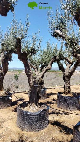 OLEA EUROPAEA CPTM 100/120 HT 250/300