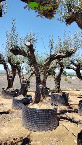 OLEA EUROPAEA CPTM 100/120 HT 250/300