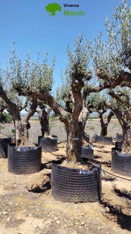 OLEA EUROPAEA CPTM 100/120 HT 250/300