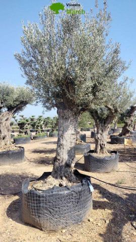 OLEA EUROPAEA CPTM 100/120 HT 250/300