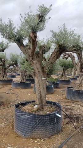 OLEA EUROPAEA CPTM 100/120 HT 250/300