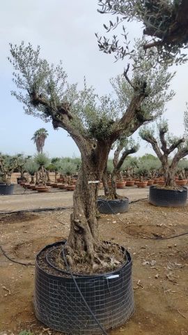 OLEA EUROPAEA CPTM 100/120 HT 250/300