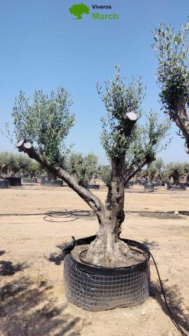 OLEA EUROPAEA CPTM 100/120 HT 250/300