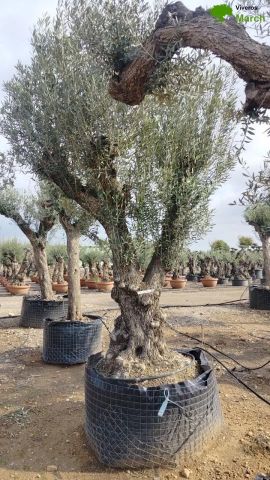 OLEA EUROPAEA CPTM 100/120 HT 250/300