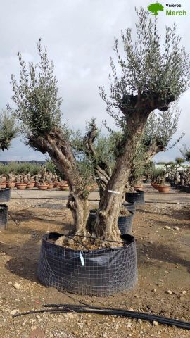 OLEA EUROPAEA CPTM 100/120 HT 250/300