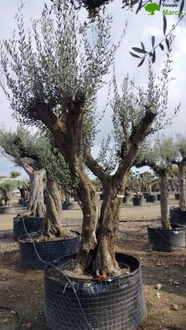 OLEA EUROPAEA CPTM 100/120 HT 250/300