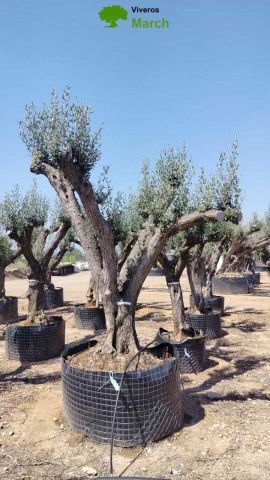 OLEA EUROPAEA CPTM 100/120 HT 250/300