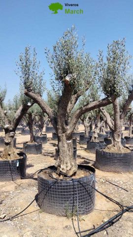 OLEA EUROPAEA CPTM 100/120 HT 250/300
