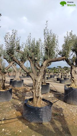 OLEA EUROPAEA CPTM 100/120 HT 250/300