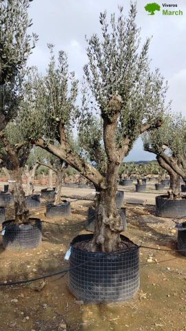 OLEA EUROPAEA CPTM 100/120 HT 250/300