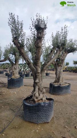 OLEA EUROPAEA CPTM 100/120 HT 250/300
