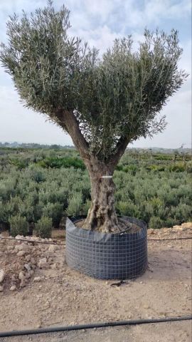 OLEA EUROPAEA CPTM 100/120 HT 250/300
