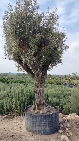 OLEA EUROPAEA CPTM 100/120 HT 250/300