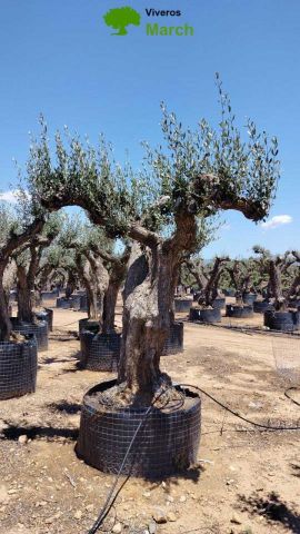 OLEA EUROPAEA CPTM 120/140 HT 250/300