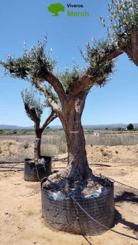 OLEA EUROPAEA CPTM 120/140 HT 250/300