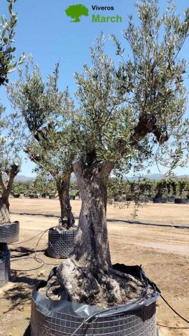 OLEA EUROPAEA CPTM 120/140 HT 250/300