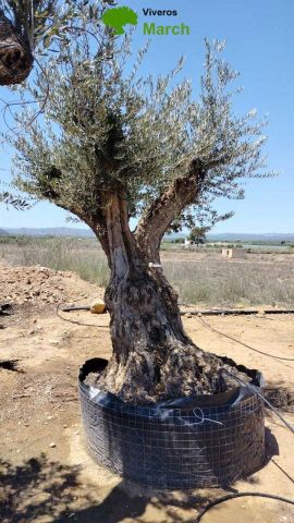 OLEA EUROPAEA CPTM 120/140 HT 250/300