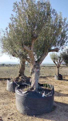 OLEA EUROPAEA CPTM 120/140 HT 250/300